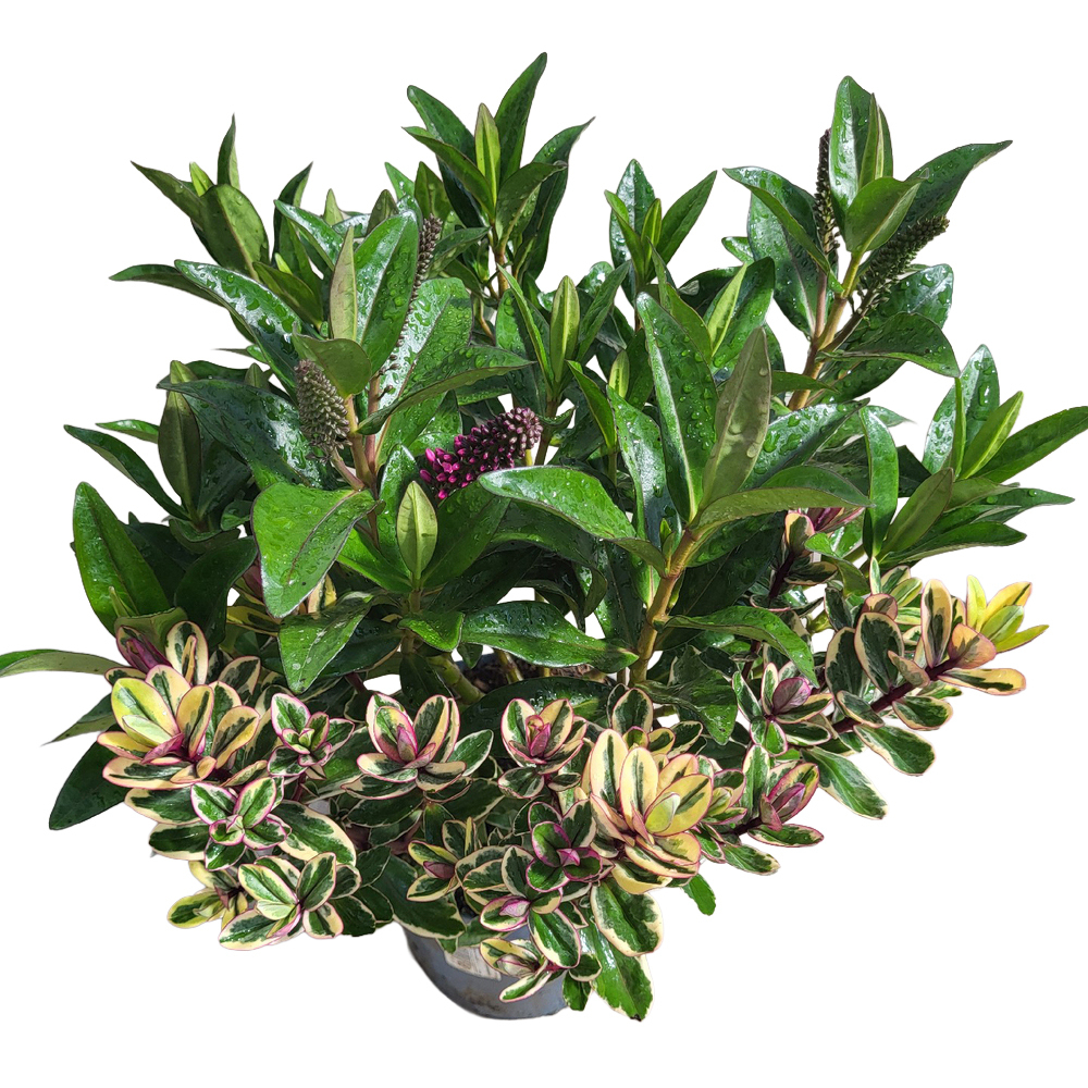 Hebe andersonii twin