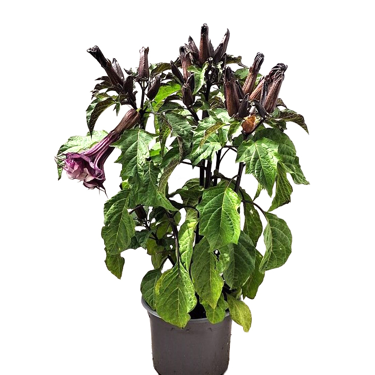 Datura