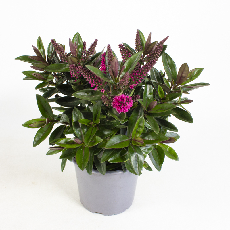 Hebe andersonii queen kiwi taharua