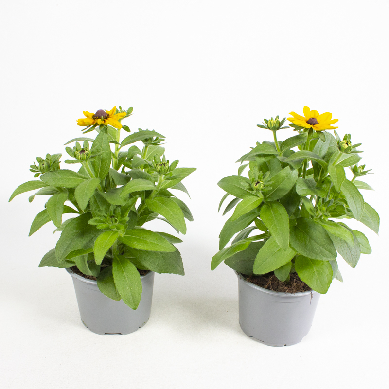 Rudbeckia hirta