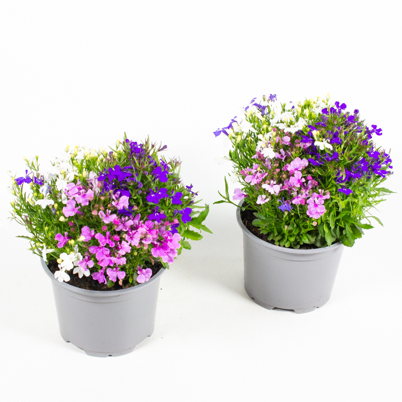 Lobelia rio samba trio