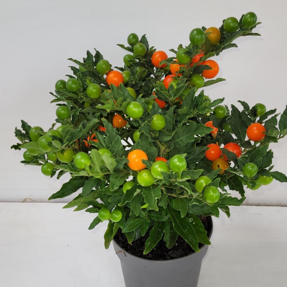 solanum