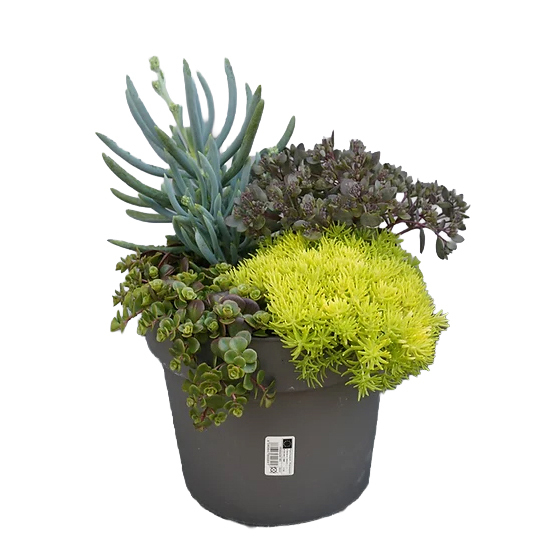 Sedum mix