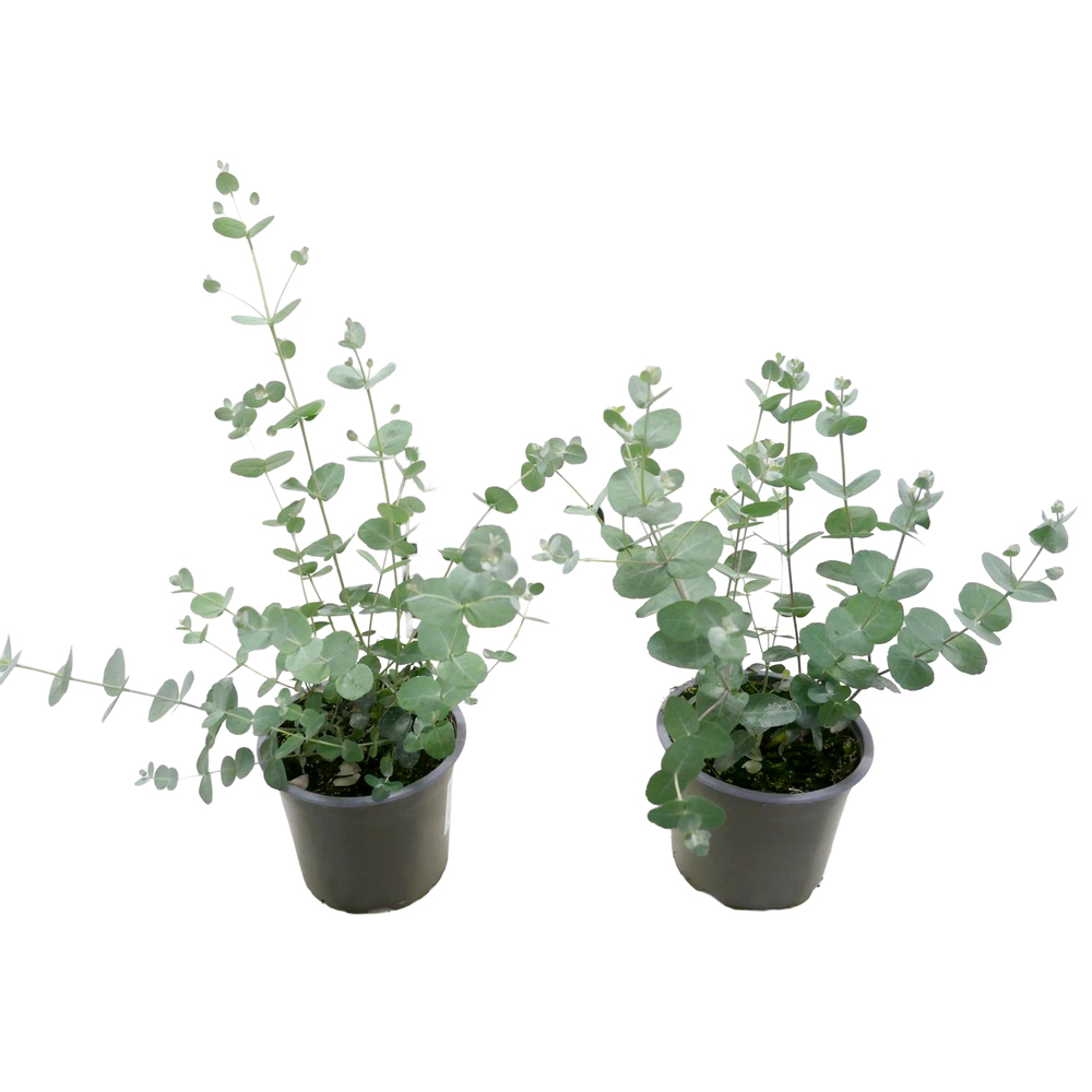 Eucalyptus gunnii