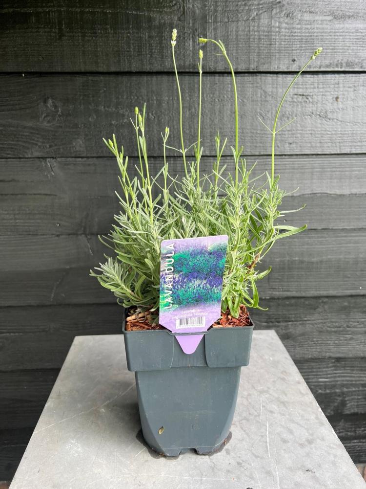 lavandula