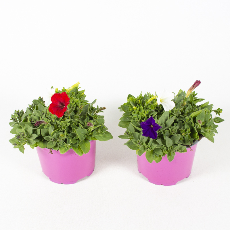 Petunia rio samba trio