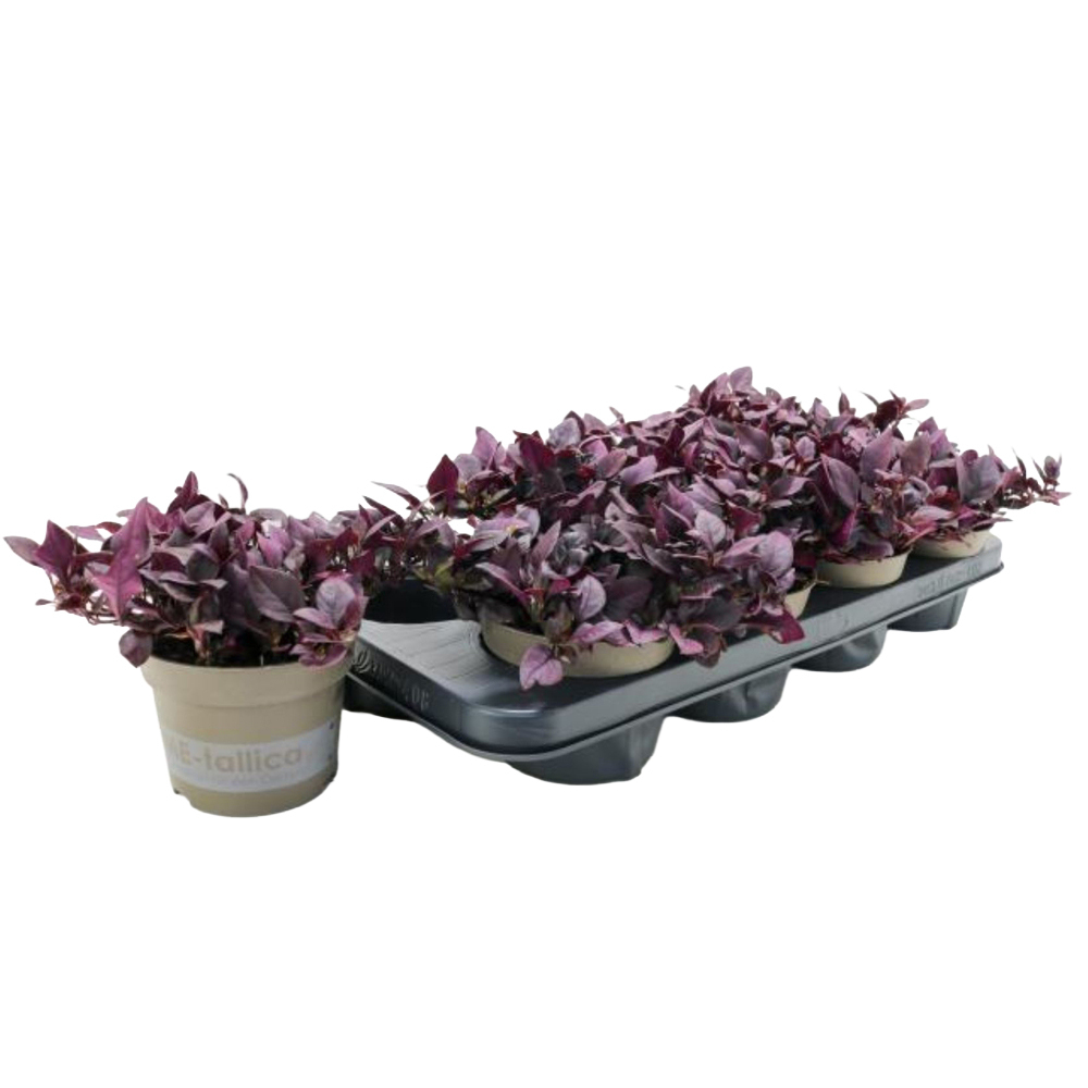 Alternanthera little maroon