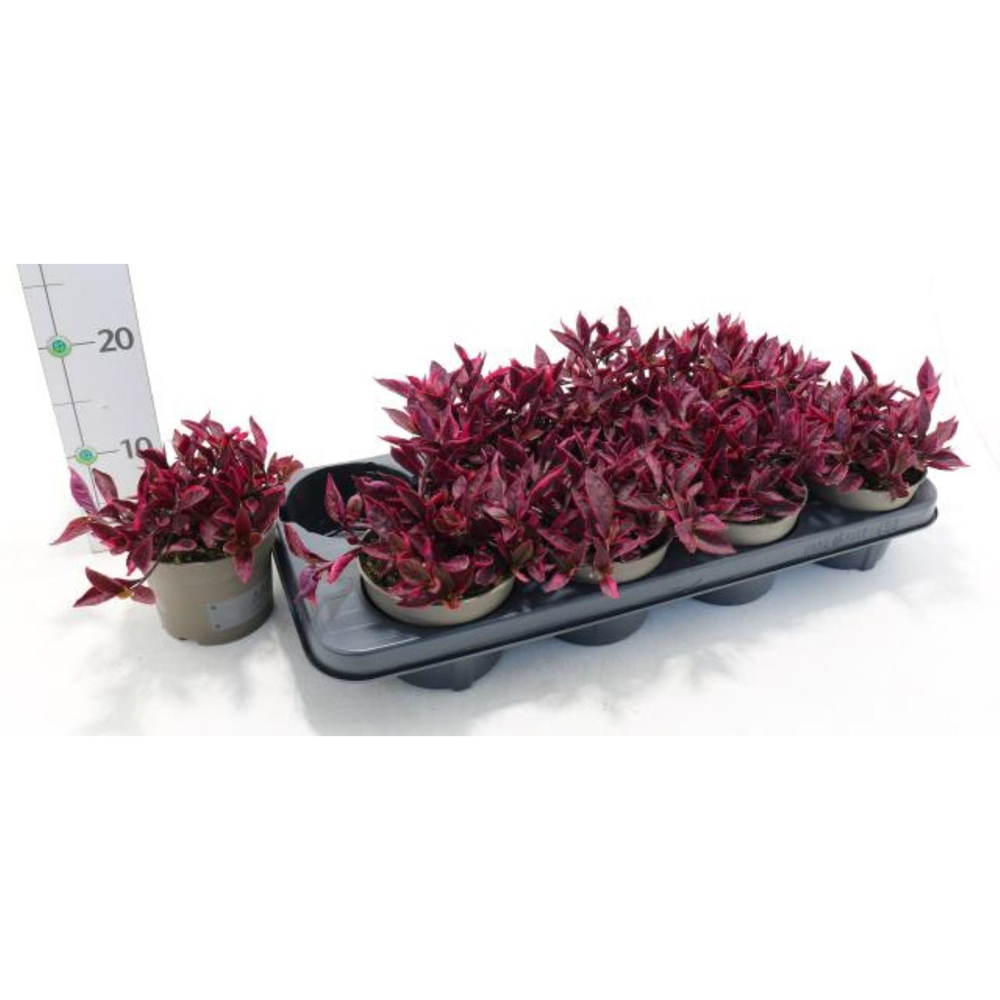 Alternanthera pink shades