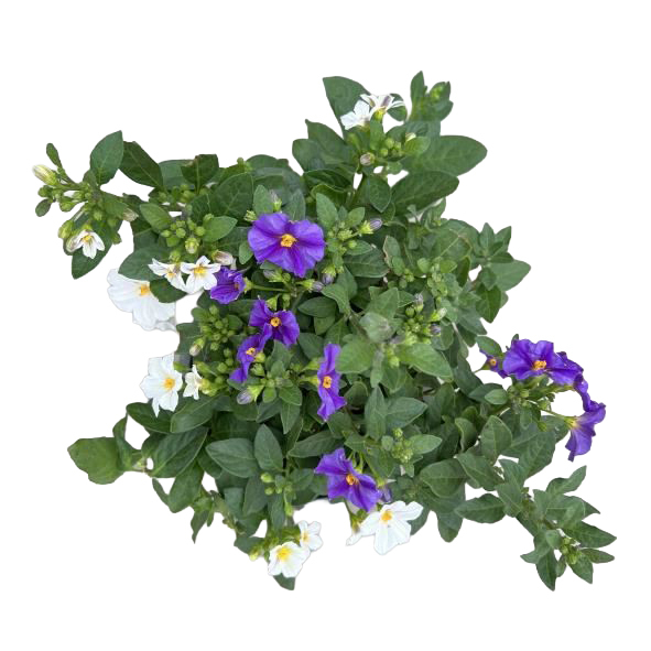 Solanum | lycianthes rantonnetii twin