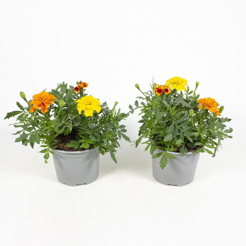 Tagetes rio samba trio