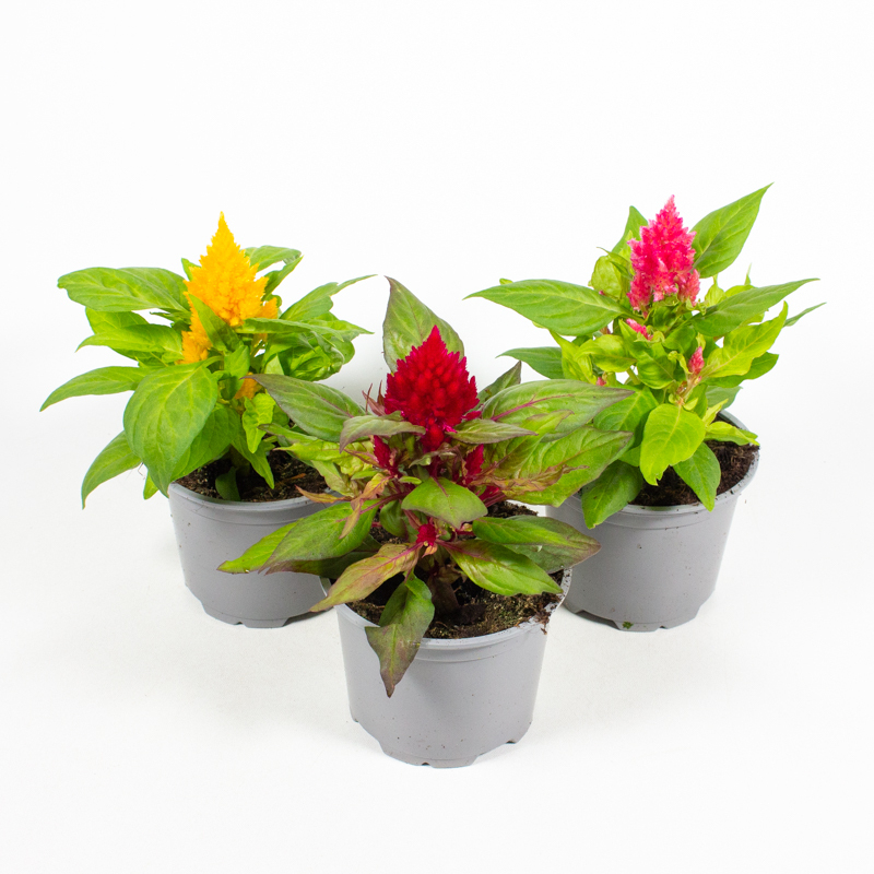 Celosia argentea var. plumosa