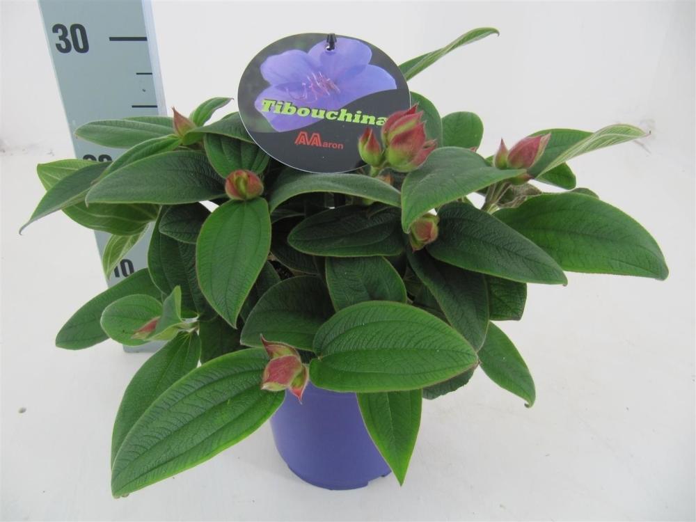 Tibouchina
