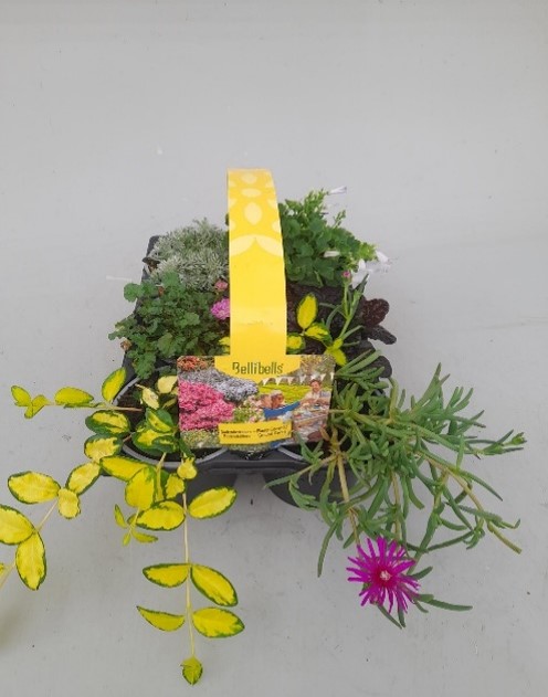 Plantes exterieures diverses