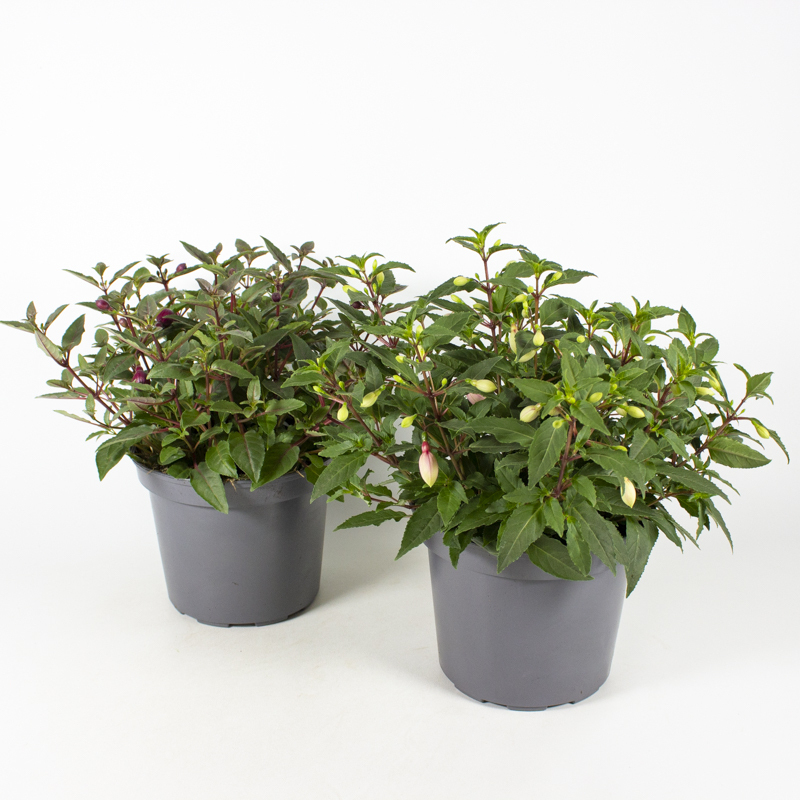 Fuchsia hybrida