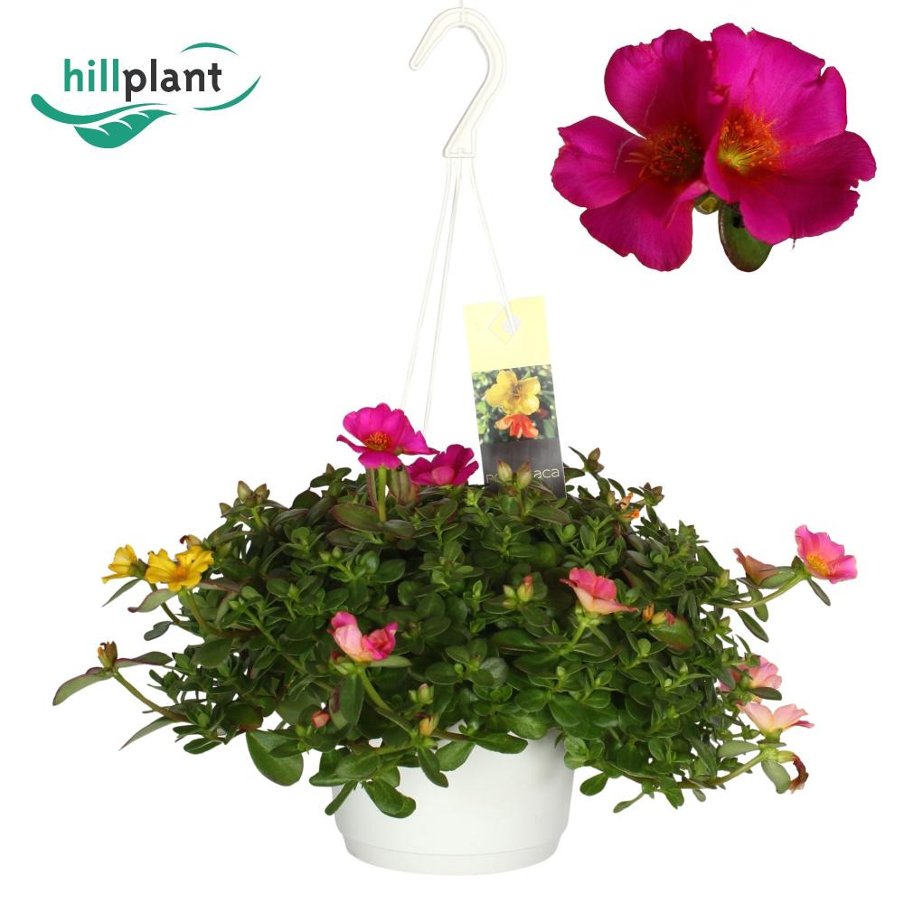 Portulaca