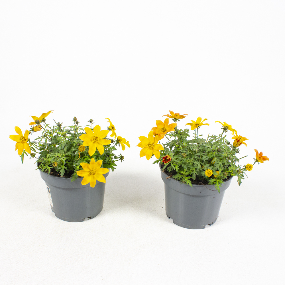Bidens ferulifolia bee dance