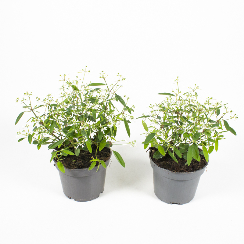 Euphorbia hypericifolia diamond frost
