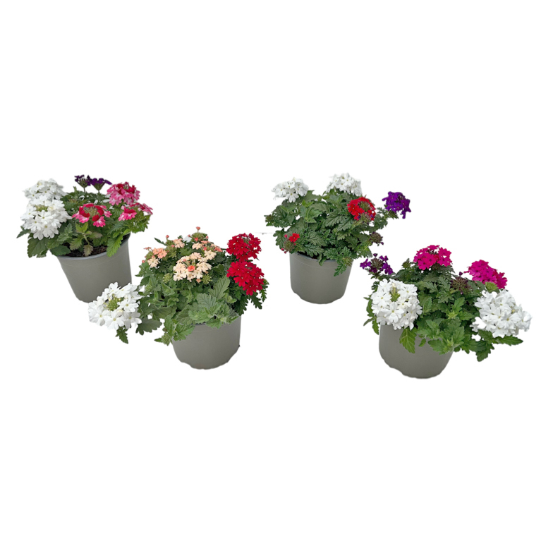 Verbena trio