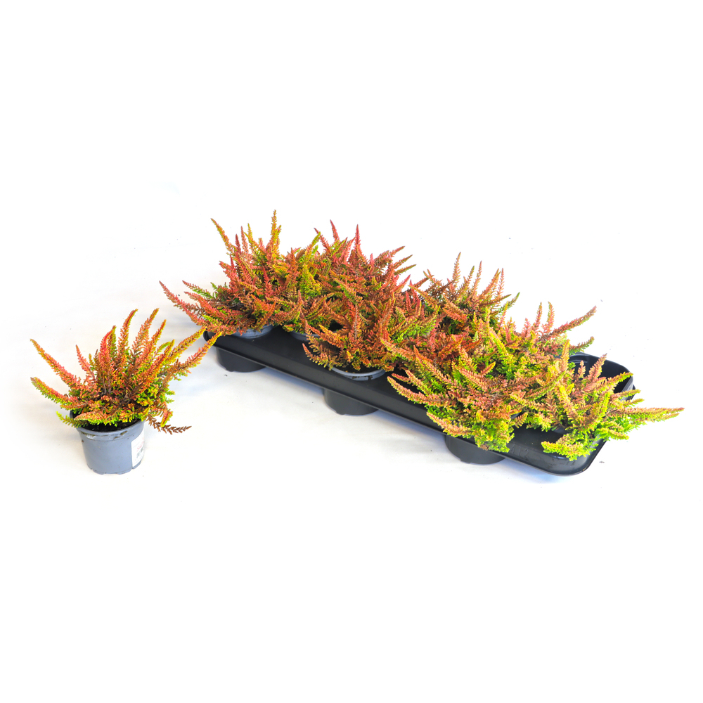 Calluna vulgaris beauty ladies seastar