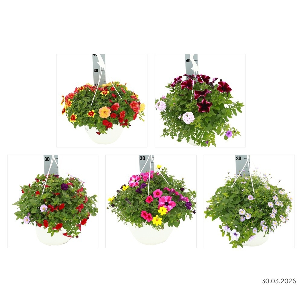 Beetpflanzen potpourri