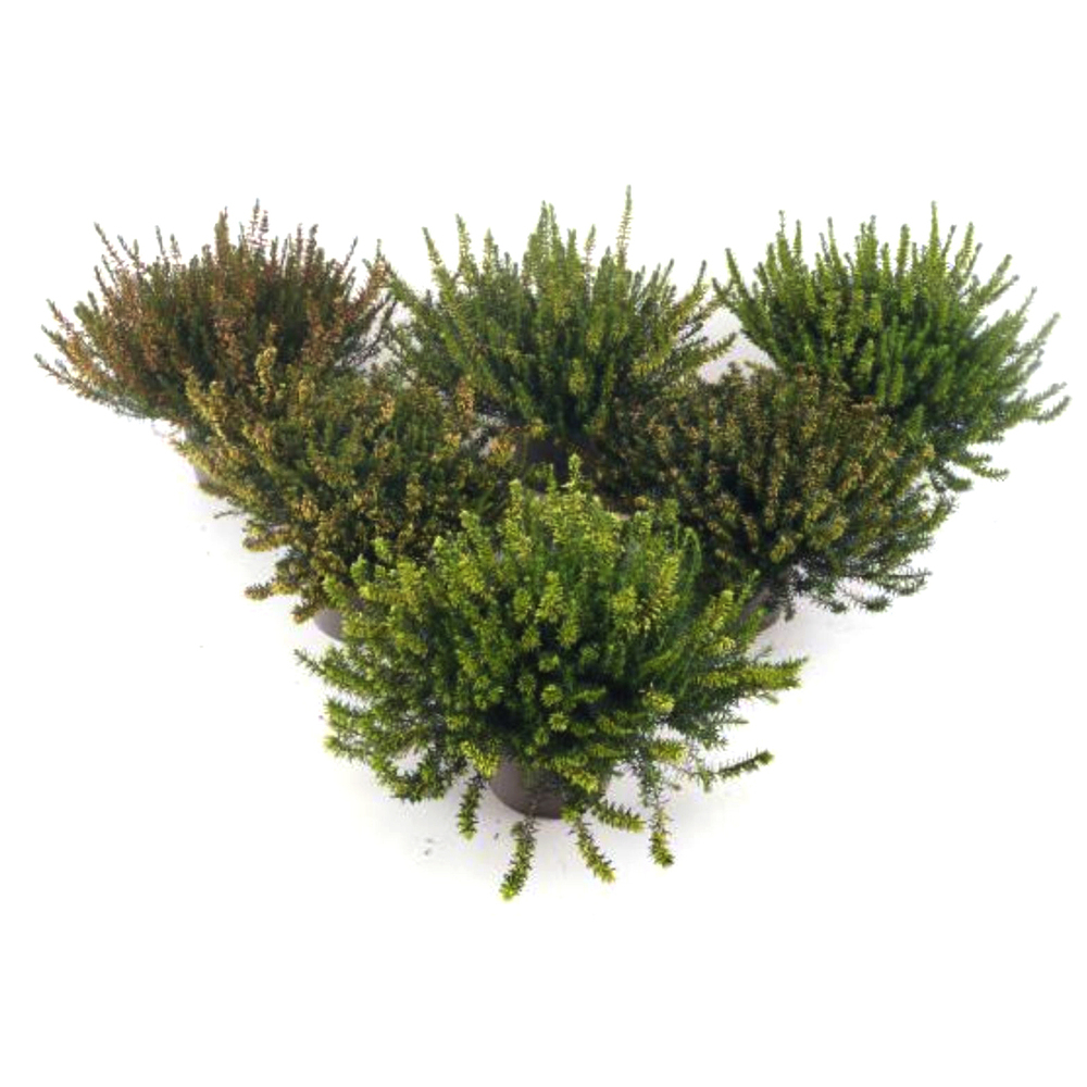 Erica carnea