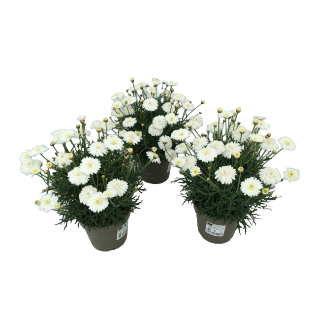 Argyranthemum frutescens molimba