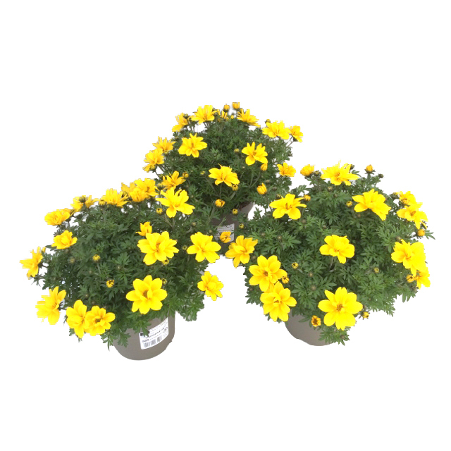 Bidens ferulifolia gold strike