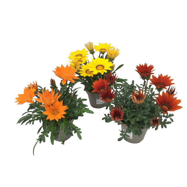 Gazania rigens new day