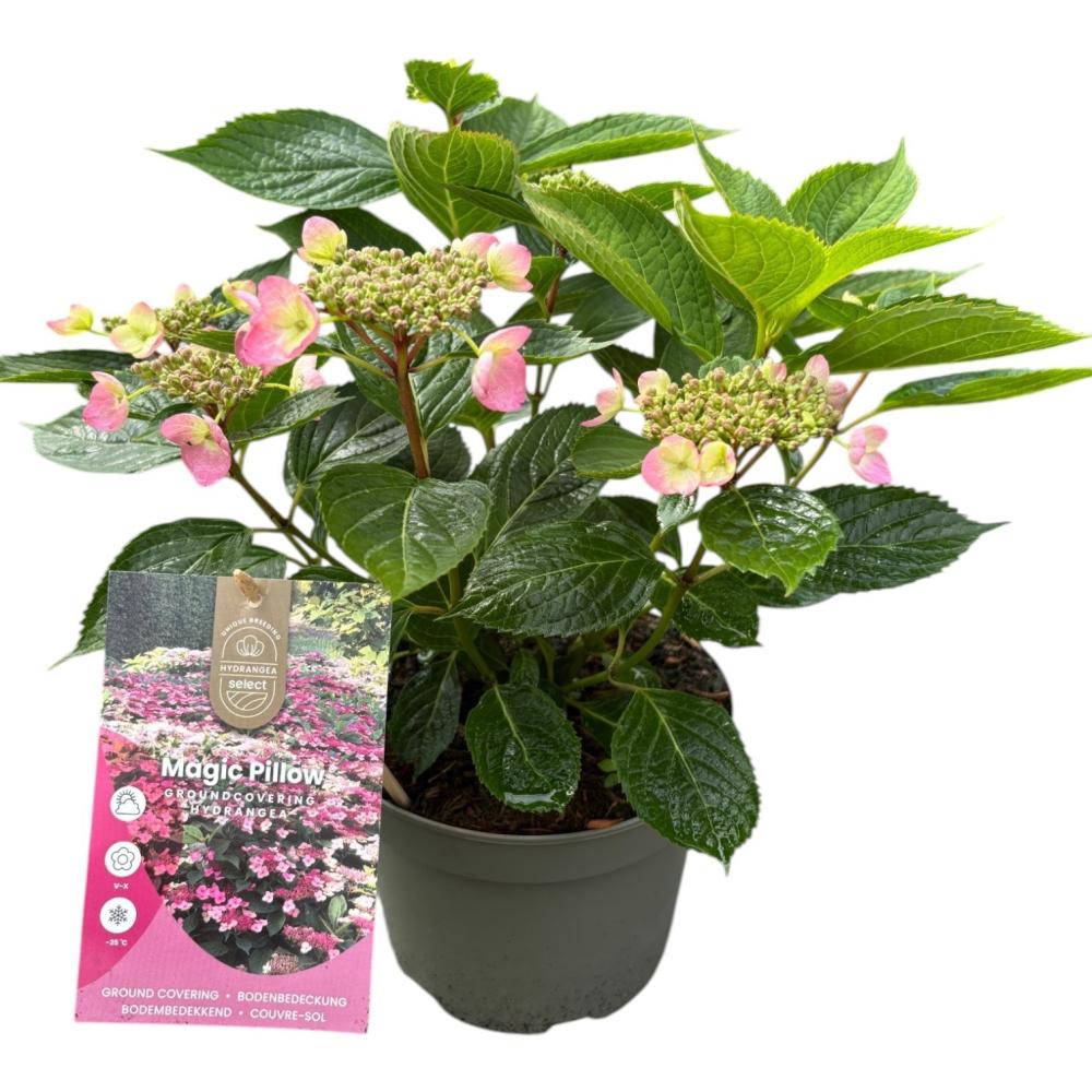 hydrangea