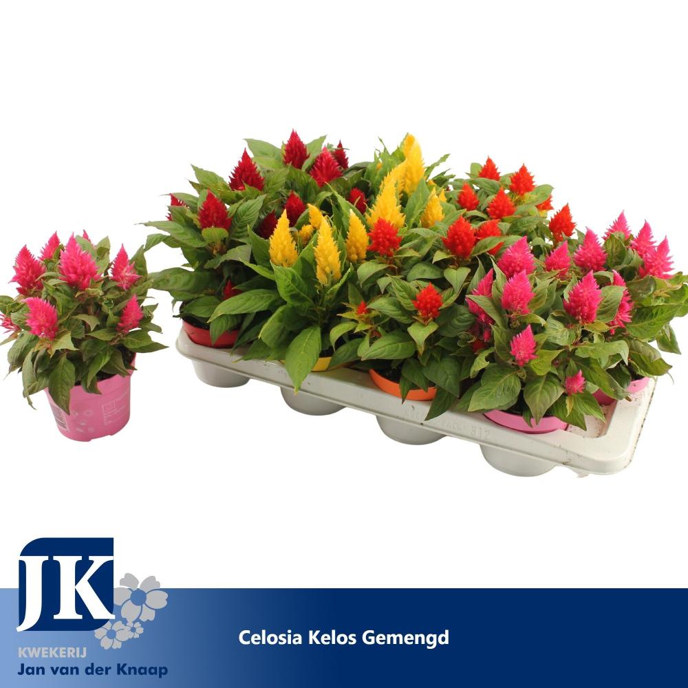 celosia