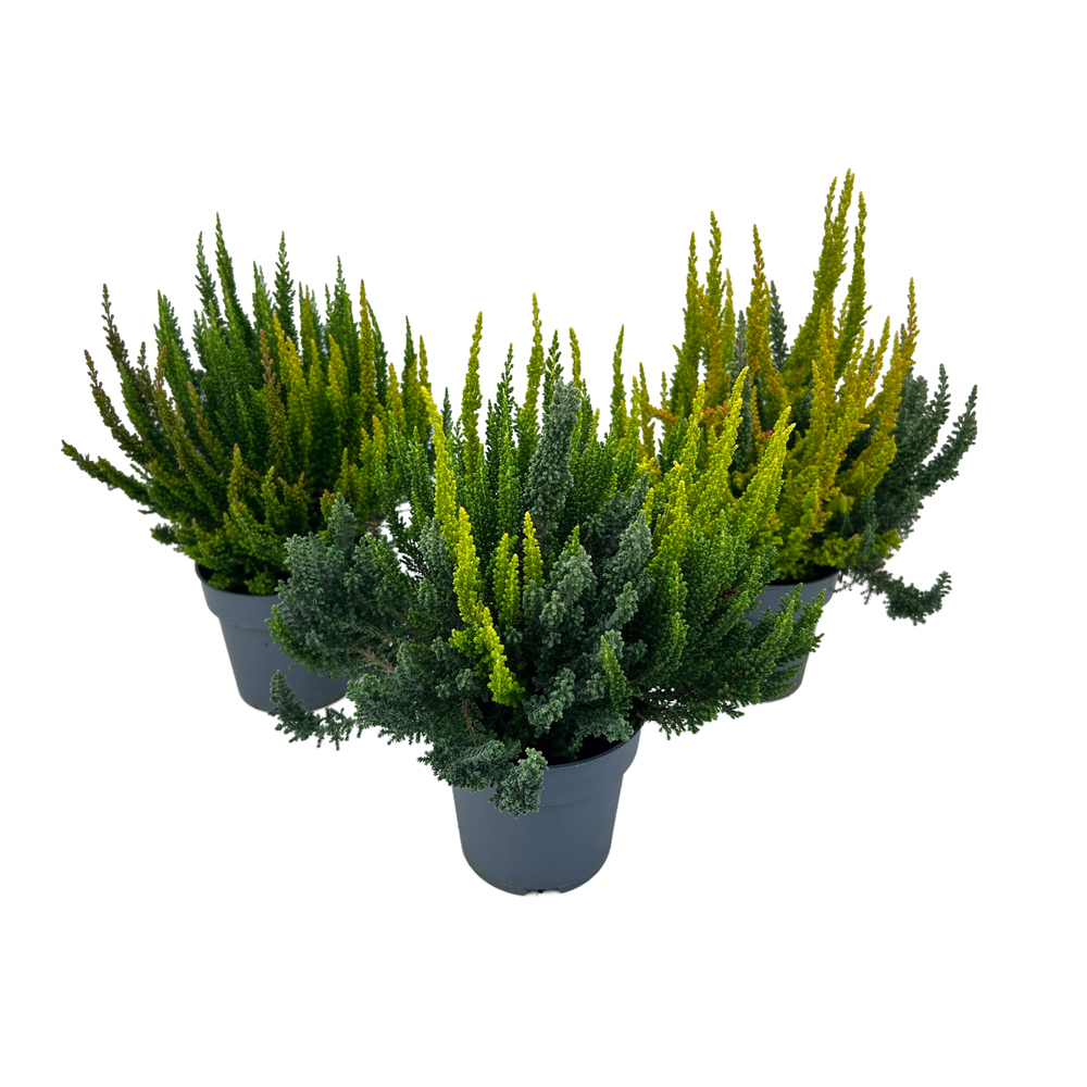 Calluna vulgaris beauty ladies skyline colorados t