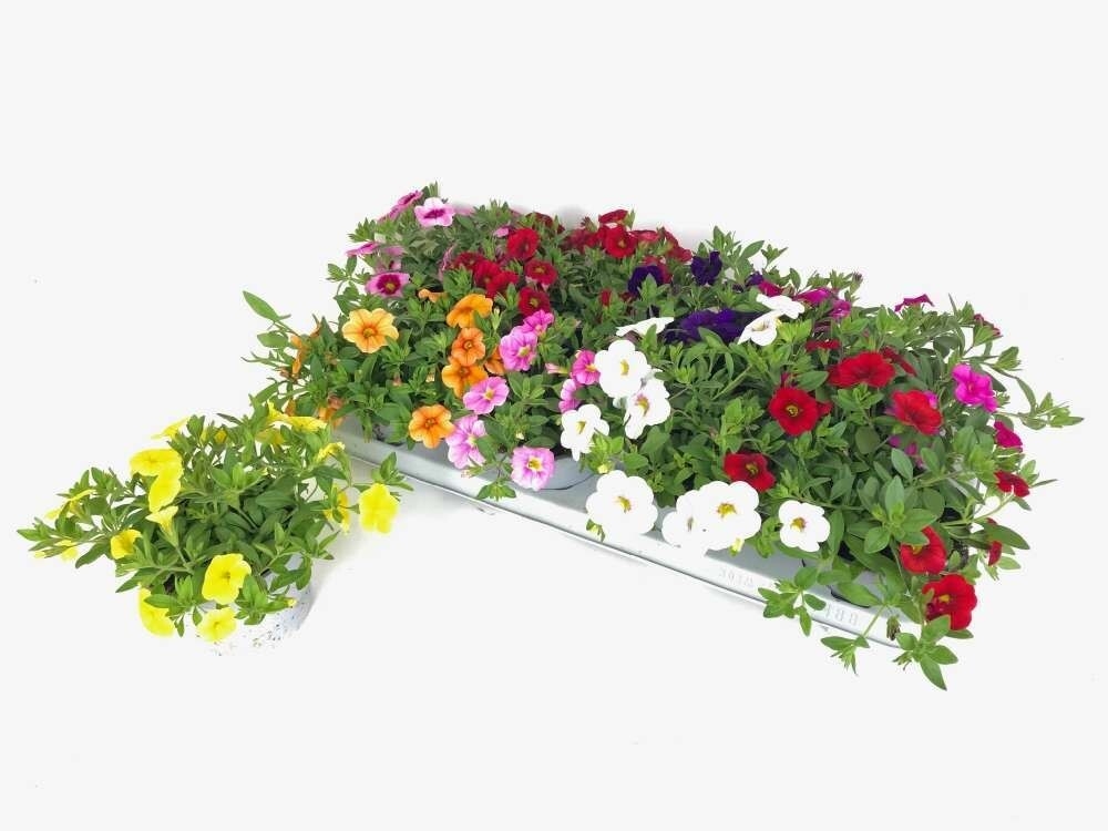 Calibrachoa aloha kona