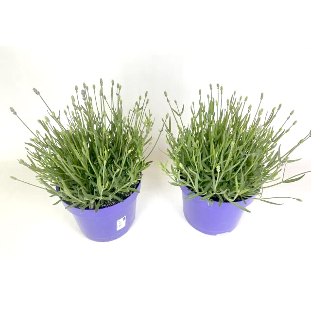 Lavandula angustifolia hidcote