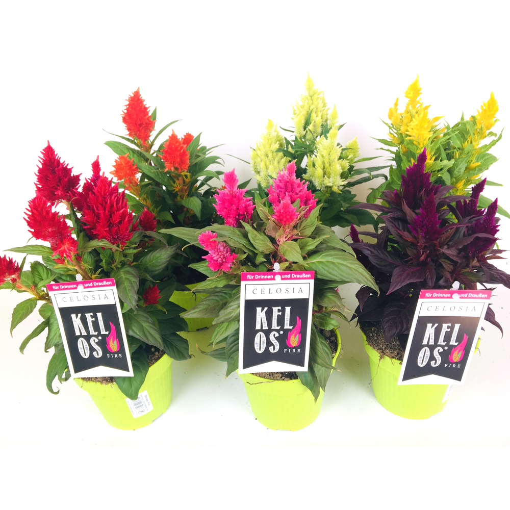 Celosia argentea var. plumosa kelos
