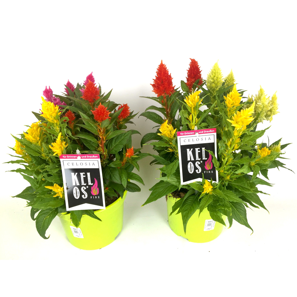 celosia argentea var. plumosa kelos trio