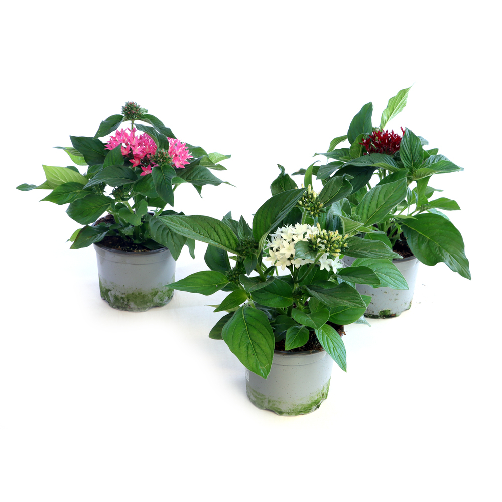 Pentas lanceolata
