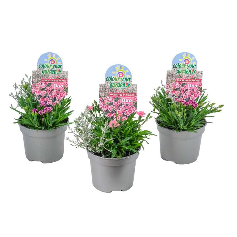 Beetpflanzen colour your garden twin/duo