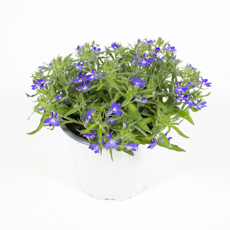 Lobelia erinus sweet springs blue