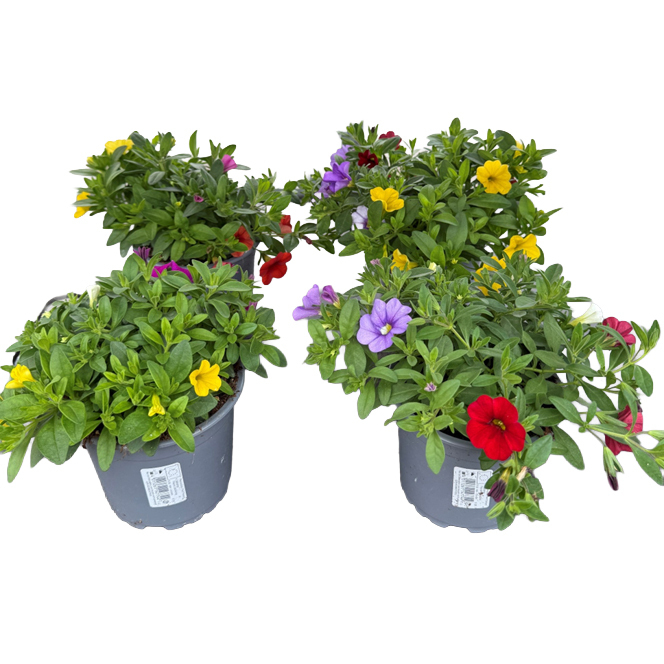 Calibrachoa mix masters trio