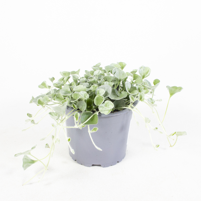 dichondra argenta