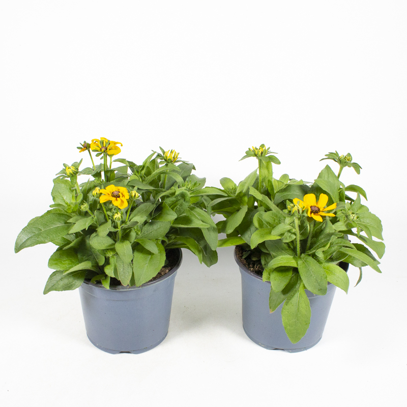 Rudbeckia hirta