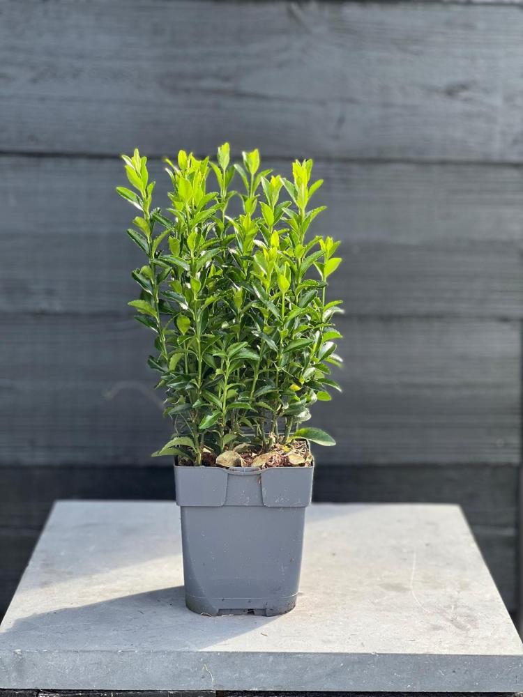 euonymus