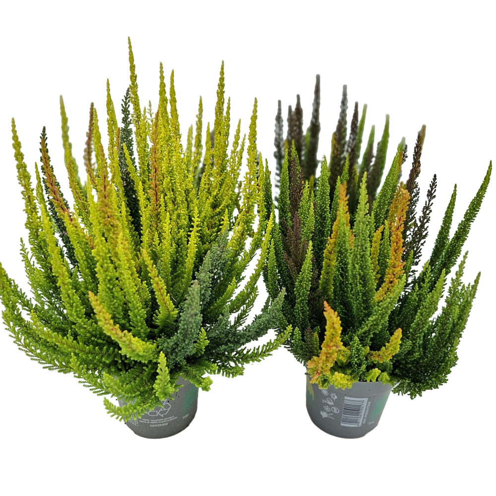 Calluna vulgaris beauty ladies skyline colorados t
