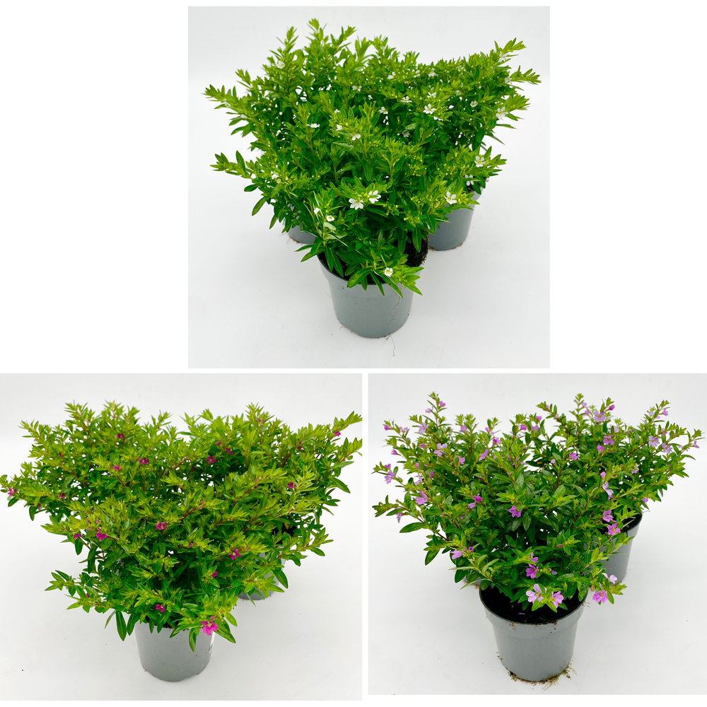 Cuphea hyssopifolia