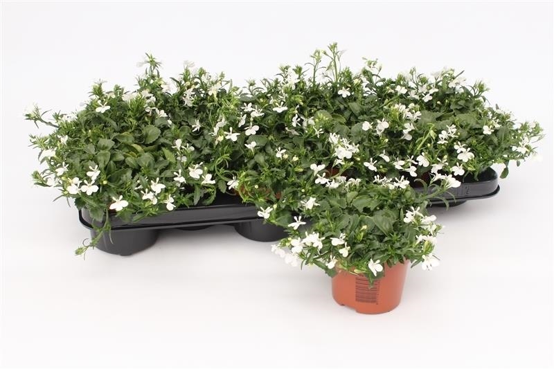 lobelia