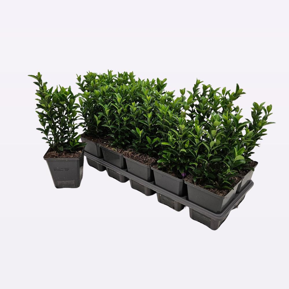 euonymus