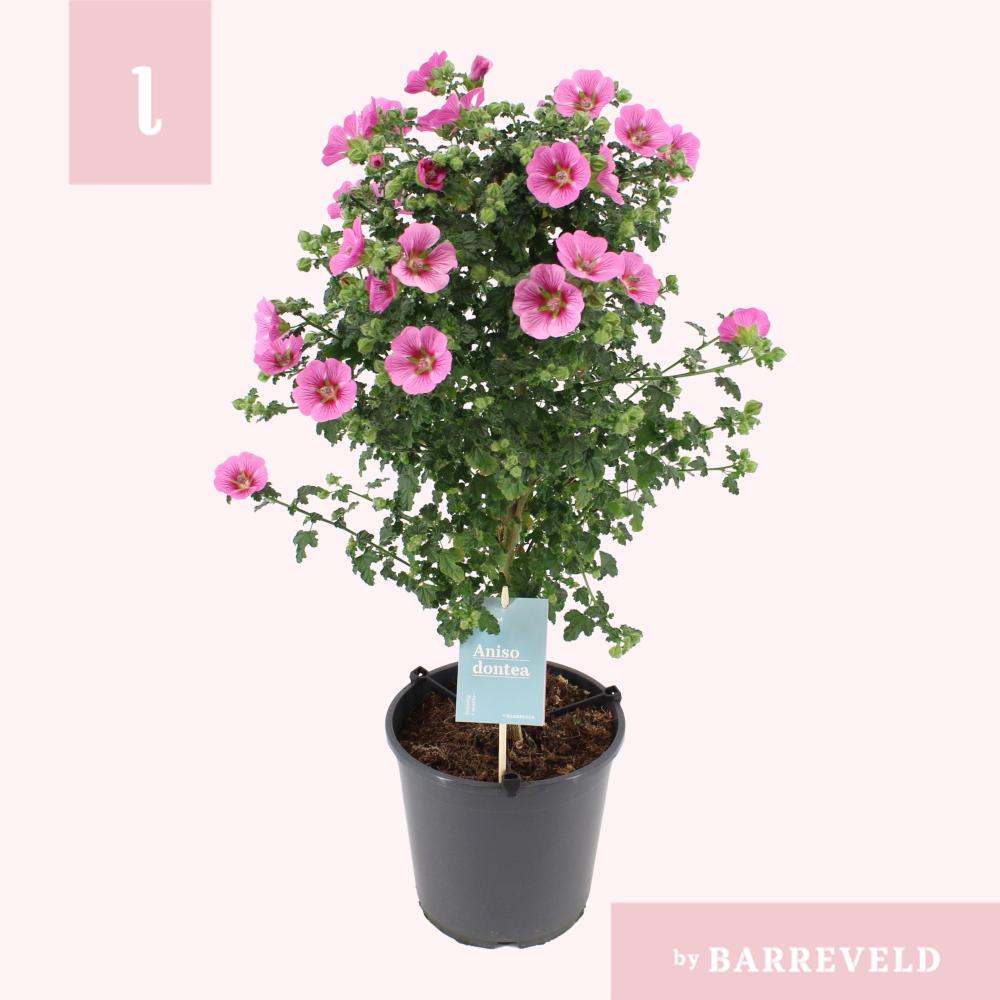 Anisodontea