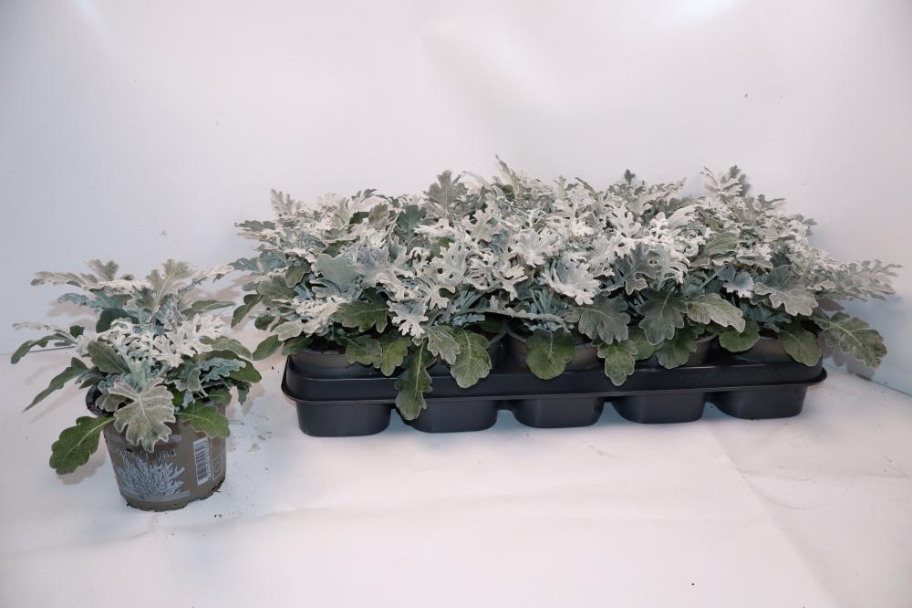 Senecio-cineraria