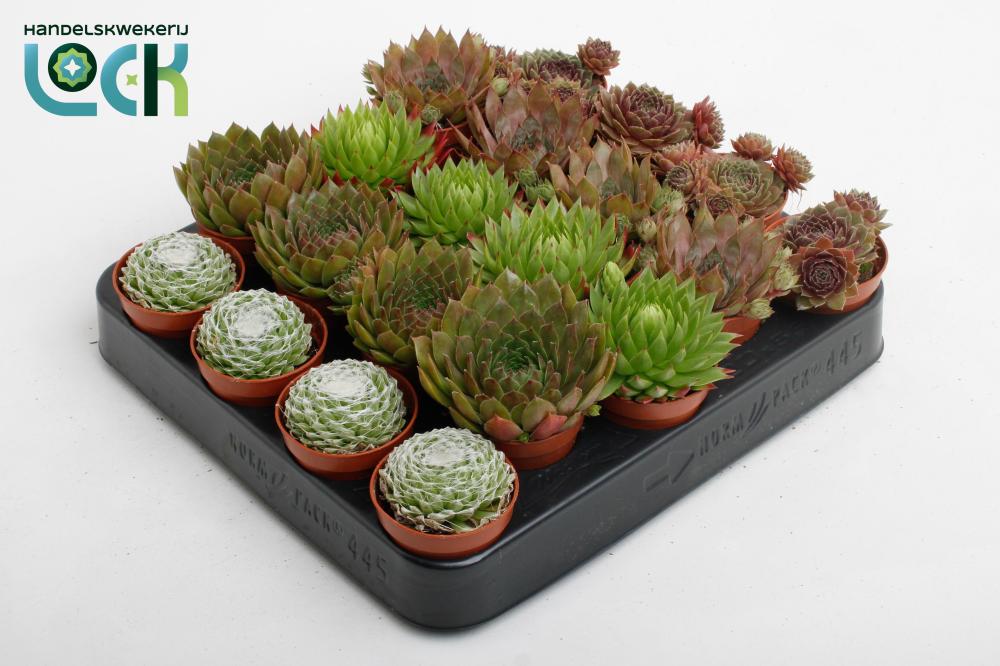 sempervivum