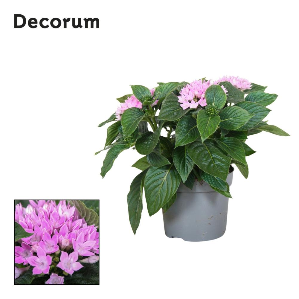 pentas